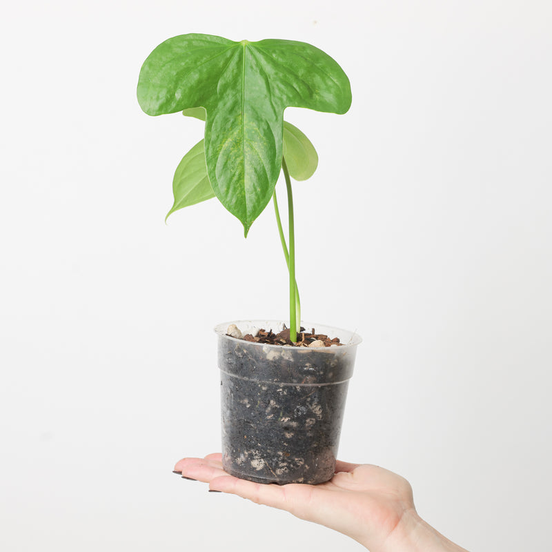 Anthurium truncicola Plants GrowTropicals