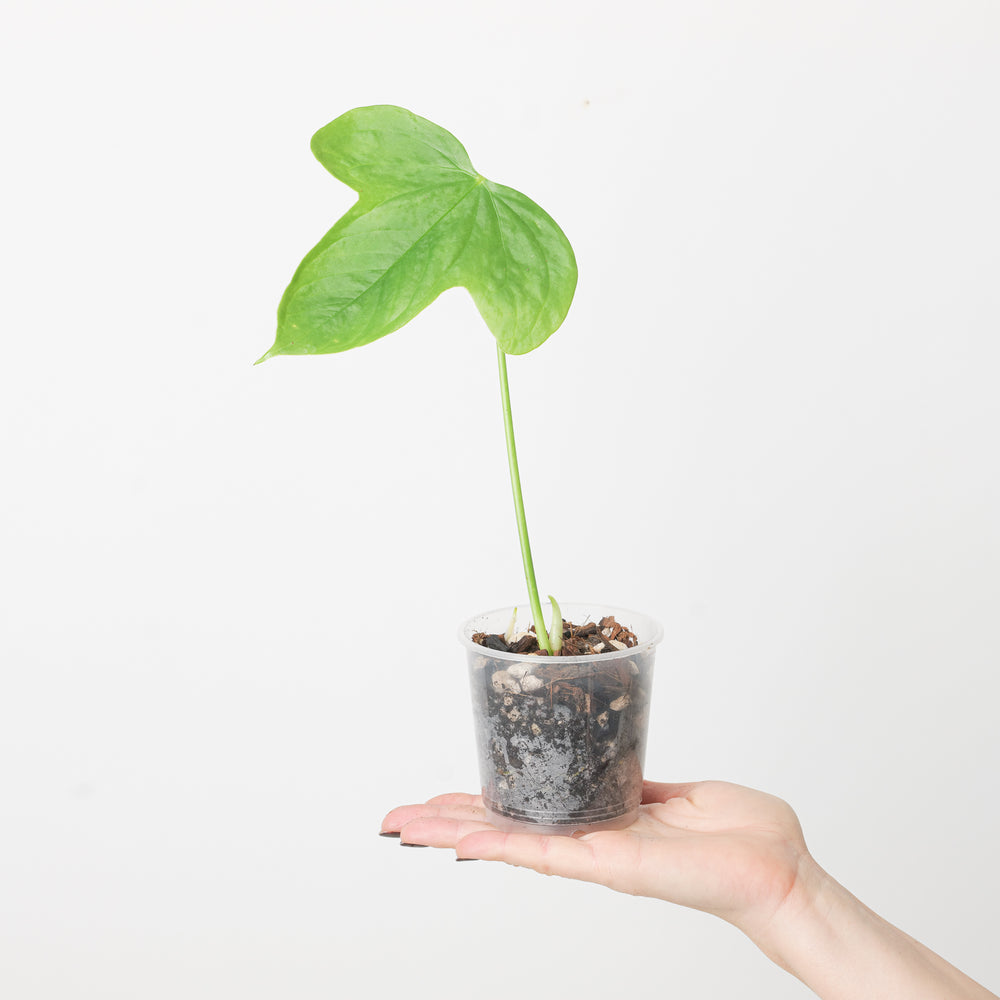 Anthurium truncicola - GROW TROPICALS