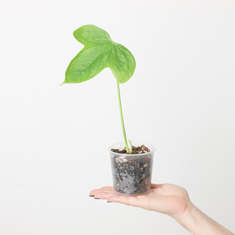 Anthurium truncicola — 9cm