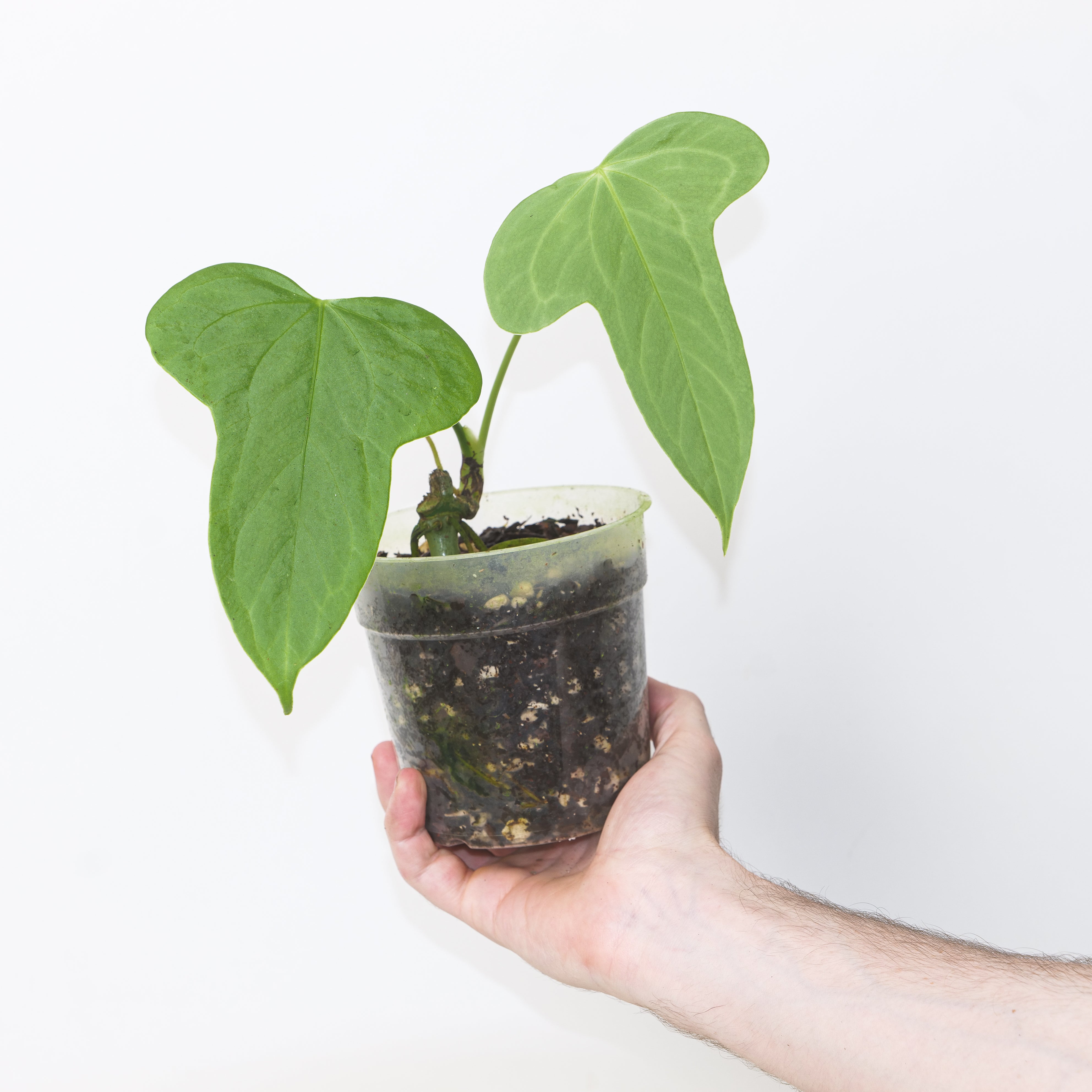 anthurium prodactyl Anthurium truncicola