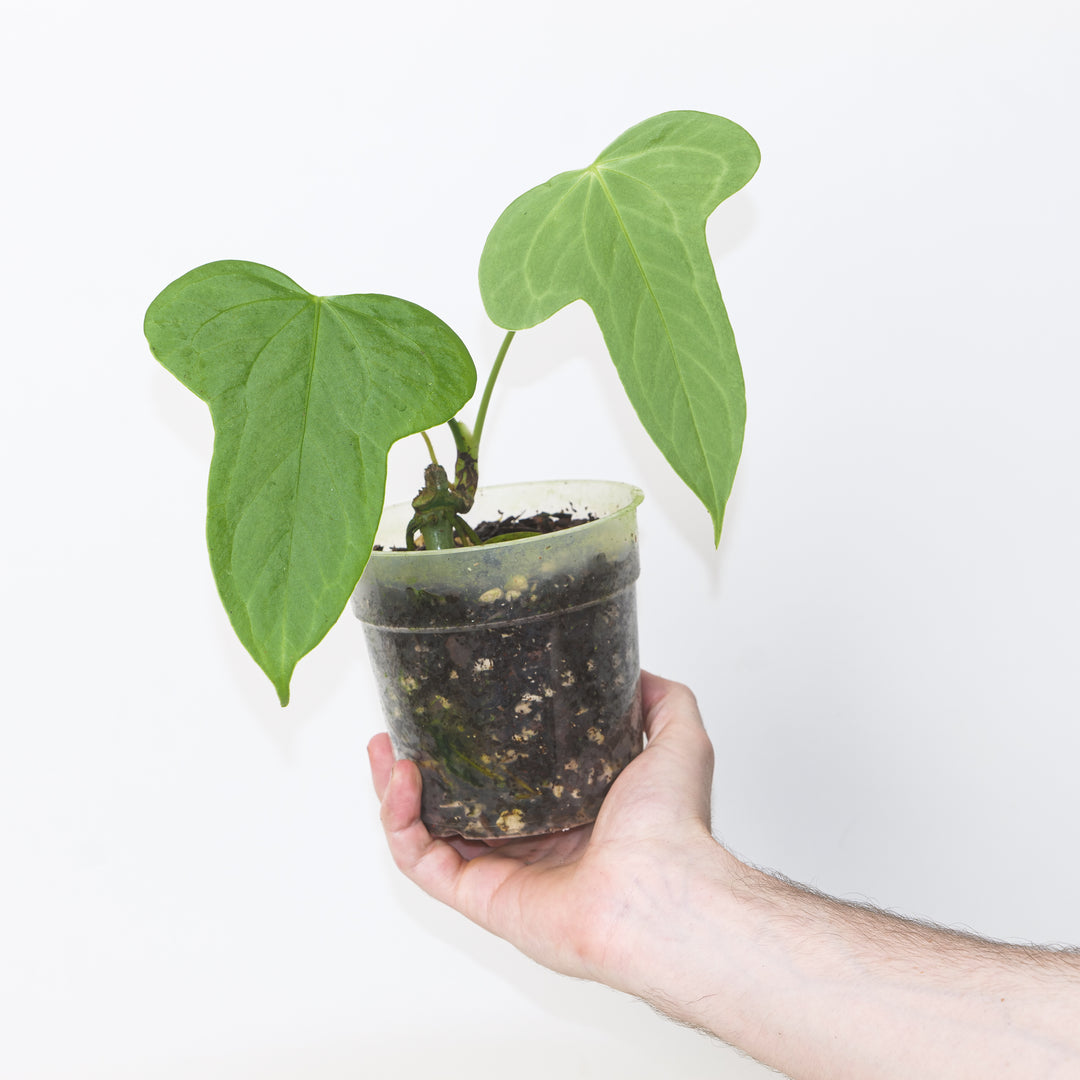 Anthurium truncicola 12cm Plants GrowTropicals