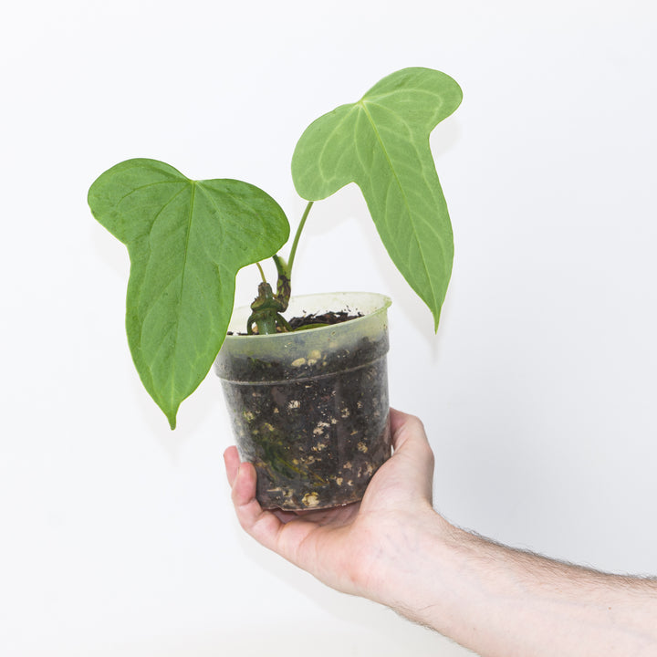 Anthurium truncicola 12cm Plants GrowTropicals