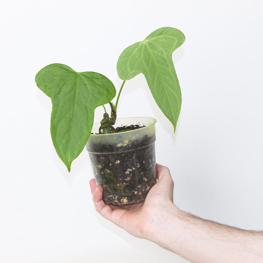 Anthurium truncicola 12cm Plants GrowTropicals