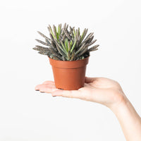 Kalanchoe tubiflora | Mother of Millions