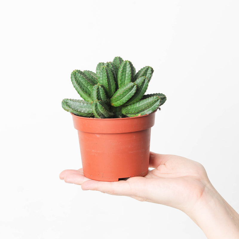 Euphorbia tubiglans 10.5cm Plants GrowTropicals