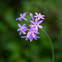 Tulbaghia violacea 'Purple'