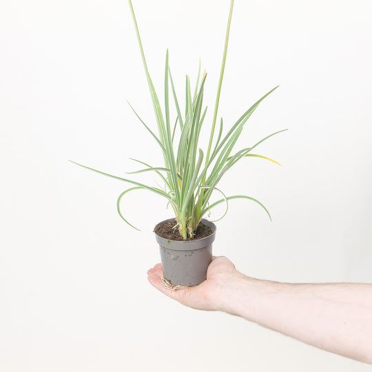 Tulbaghia violacea 'Purple' 9cm / 0.5L Plants - Outdoor GROW TROPICALS