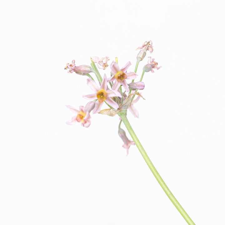 Tulbaghia 'Hazel' Plants - Outdoor GROW TROPICALS