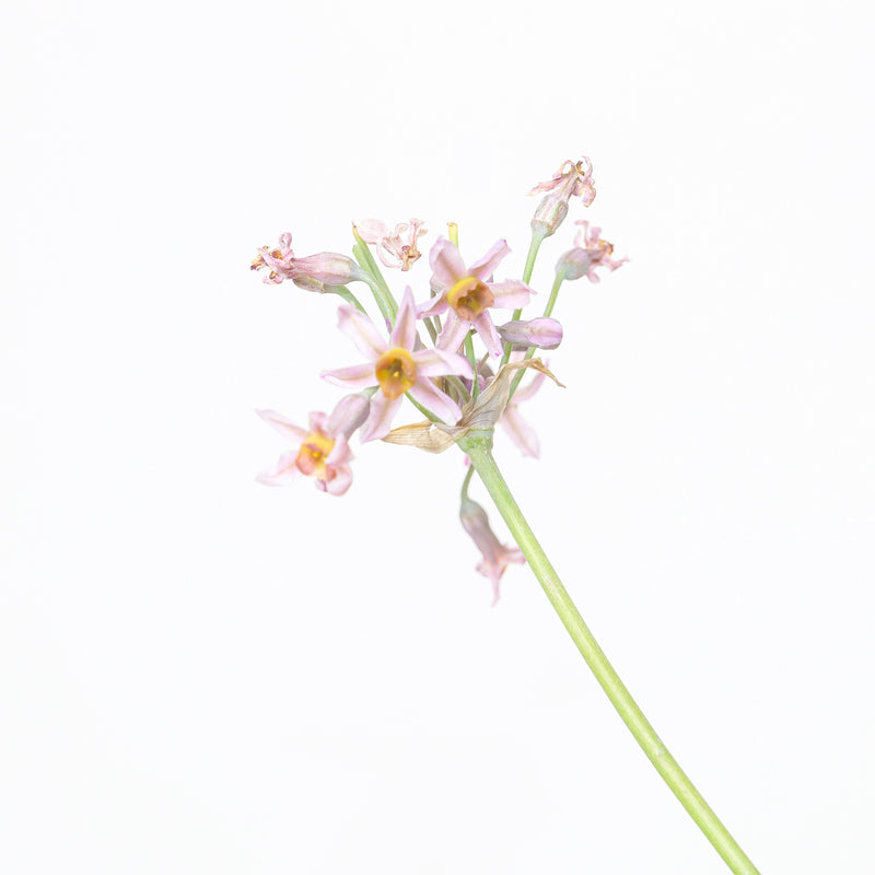 Tulbaghia 'Hazel' Plants - Outdoor GROW TROPICALS