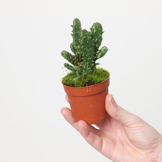 Opuntia tuna Plants GrowTropicals