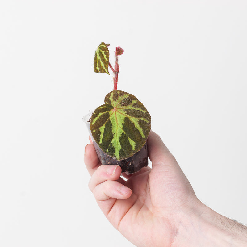 Begonia turrialbae — 9cm