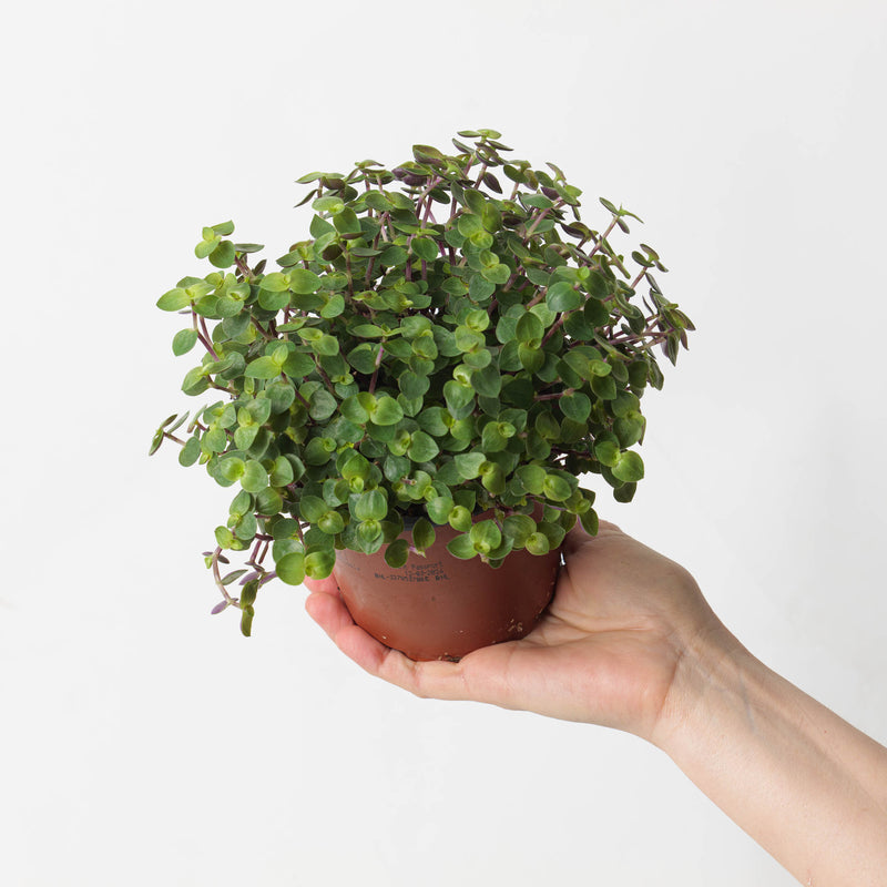 Callisia Repens 'Turtle' | Creeping Inch Plant — 9cm