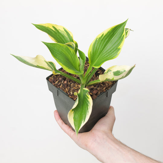 Hosta 'Twilight'