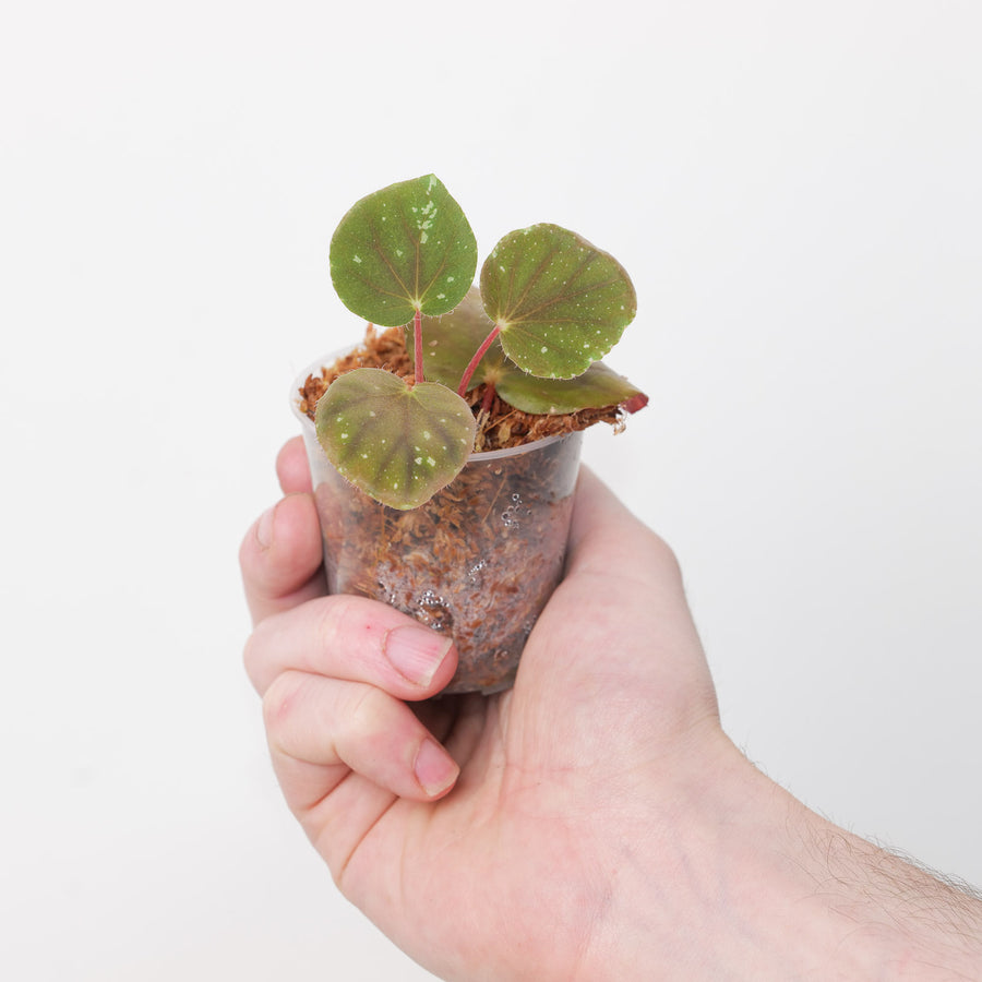 Begonia U074 6cm Plants GrowTropicals