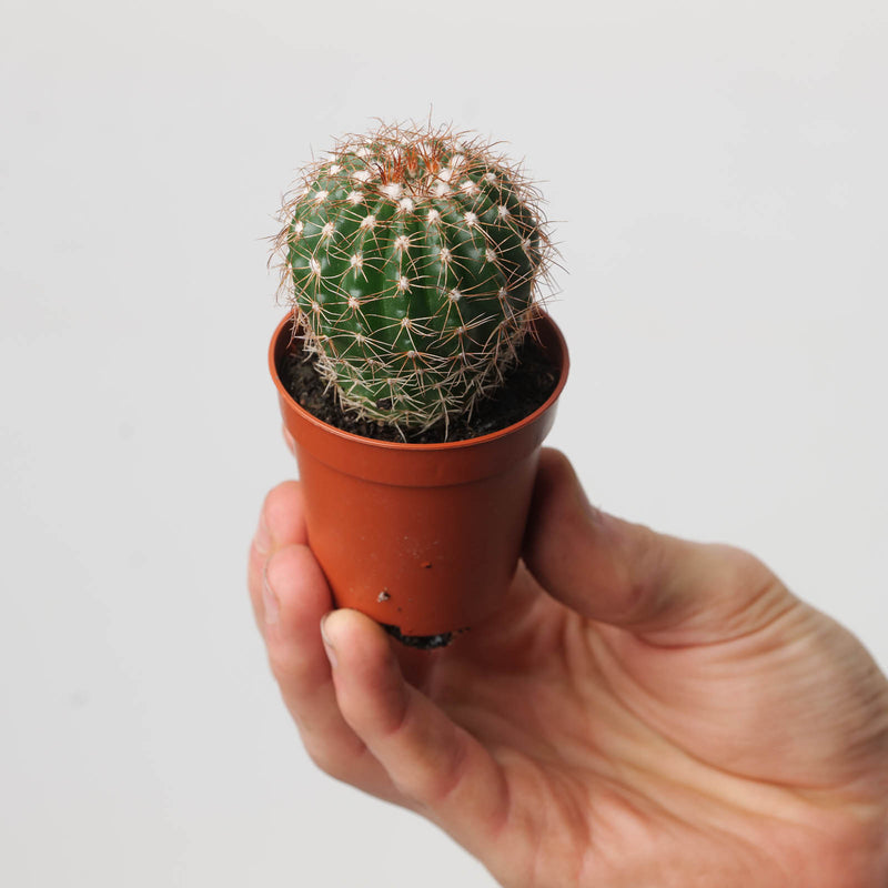 Notocactus uebelmannianus | Parodia werneri — 5.5cm