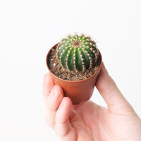 Uebelmannia pectinifera