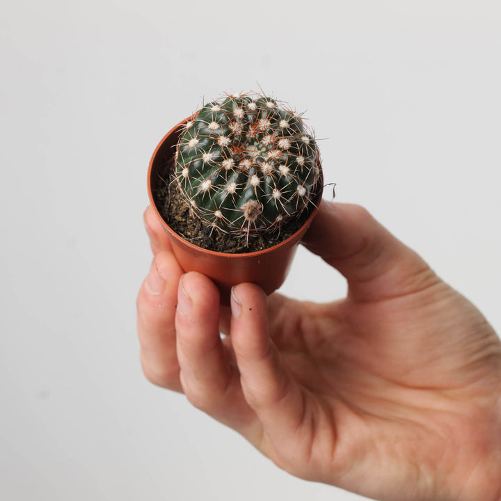 Notocactus uebelmannianus | Parodia werneri - GROW TROPICALS