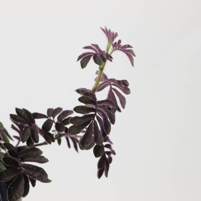Solanum uleanum Plants GrowTropicals