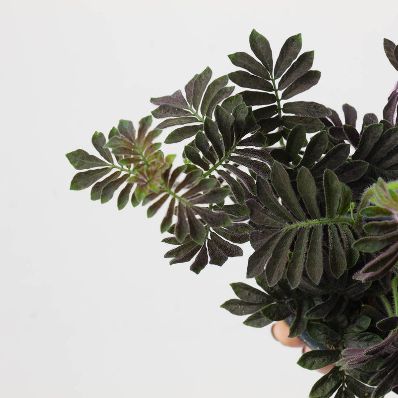 Solanum uleanum Plants GrowTropicals