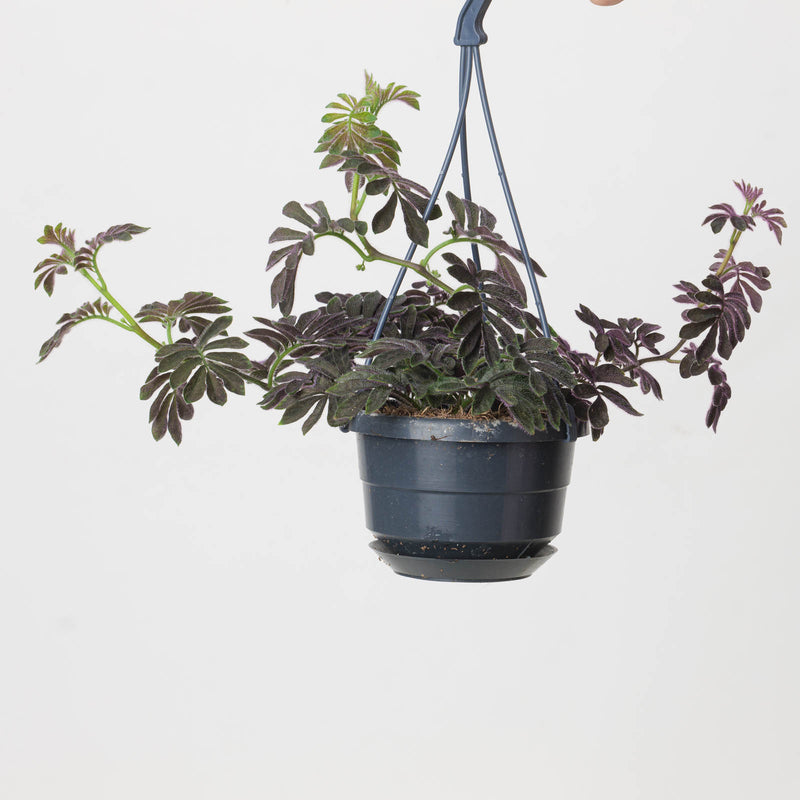 Solanum uleanum — 10.5cm