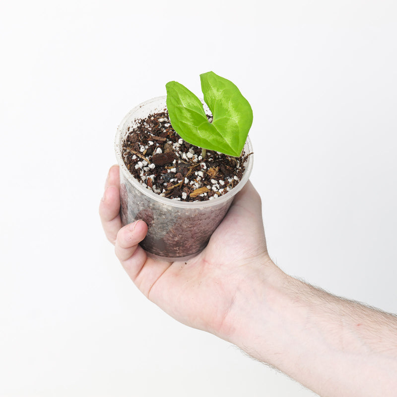 Ulearum donburnsii 'Green' — 9cm