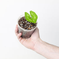 Ulearum donburnsii 'Green'