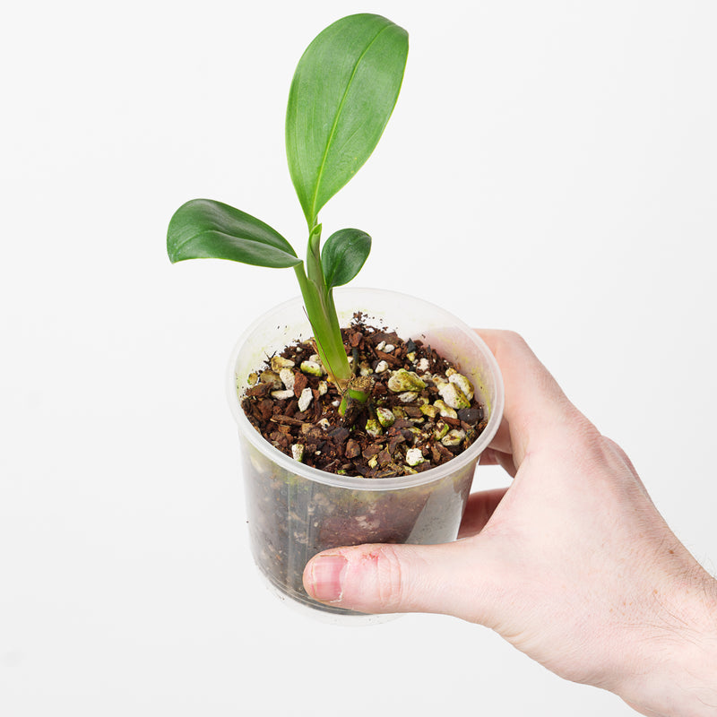 Stenospermation ulei — 9cm