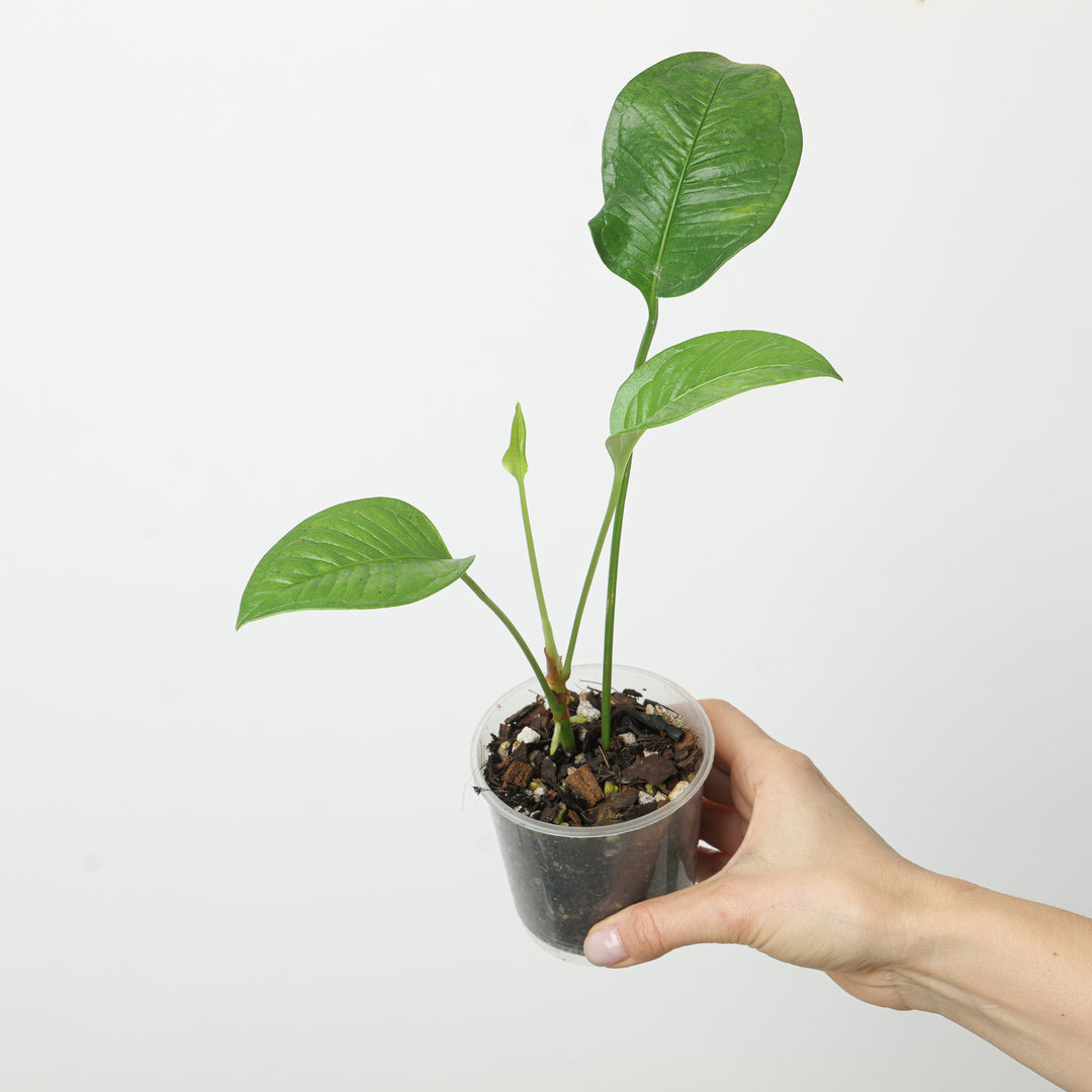 Anthurium umbricola