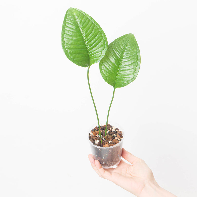 Anthurium umbricola Plants GrowTropicals
