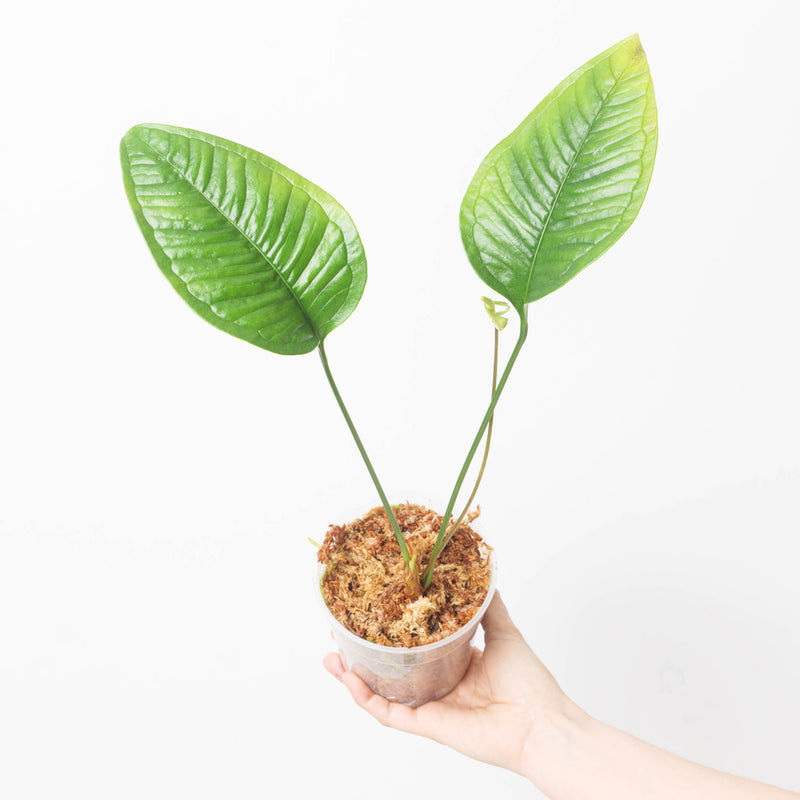 Anthurium umbricola — 12cm