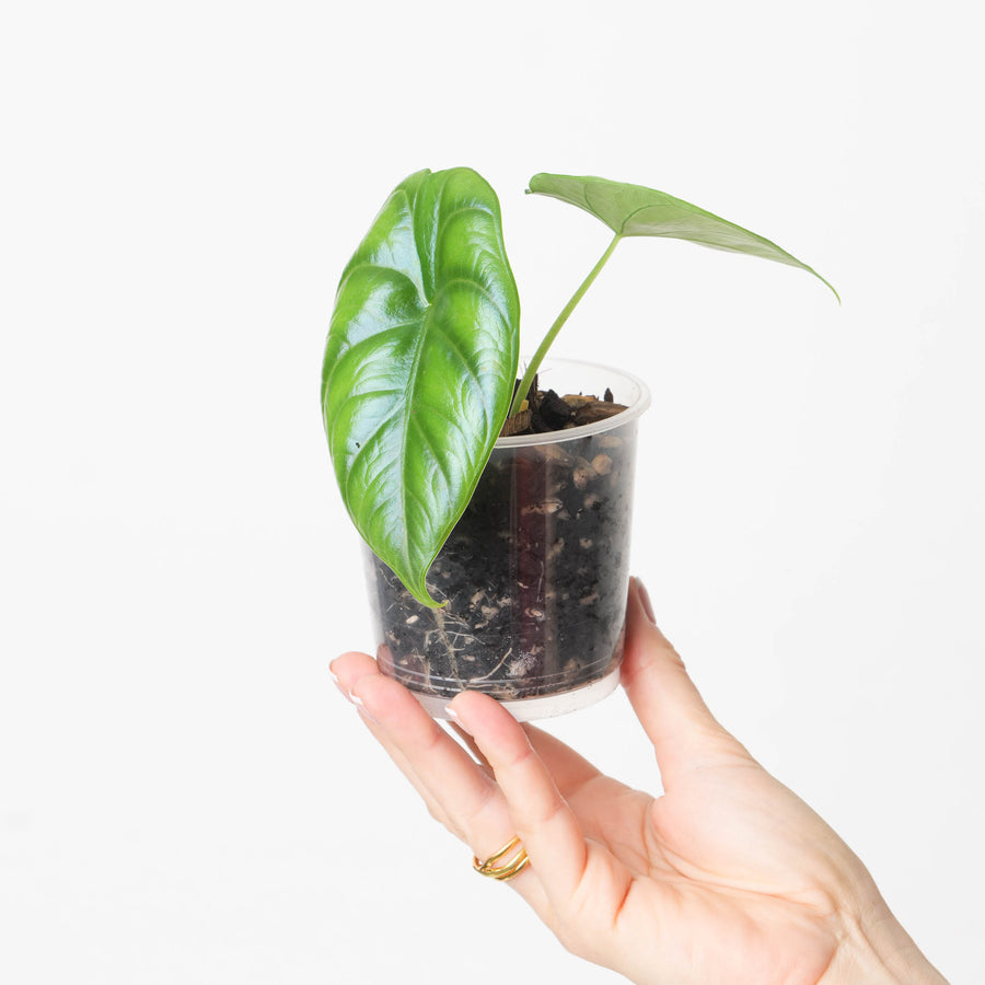 Alocasia 'Green Unicorn' Azlanii x Dragon Scale - GROW TROPICALS