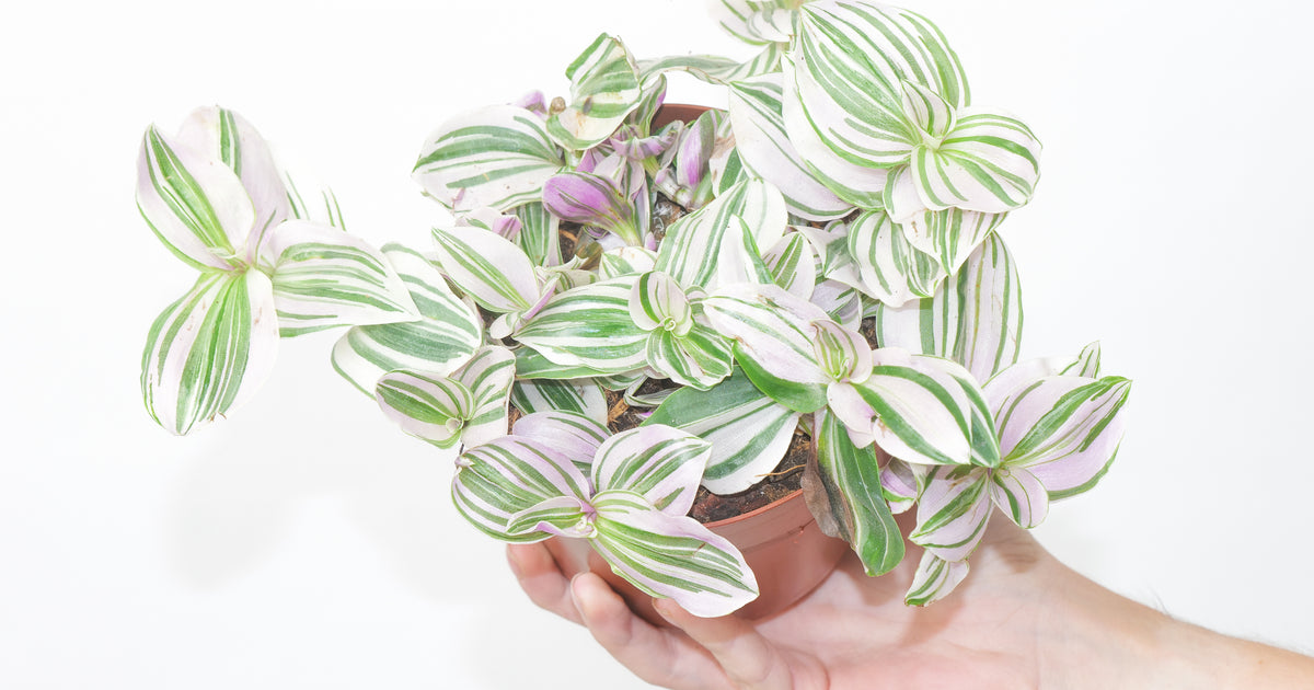 unicorn pothos Tradescantia 'Unicorn' | Plants