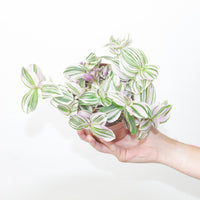 Tradescantia ‘Unicorn’