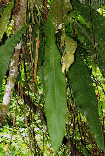 Anthurium prolatum - GROW TROPICALS