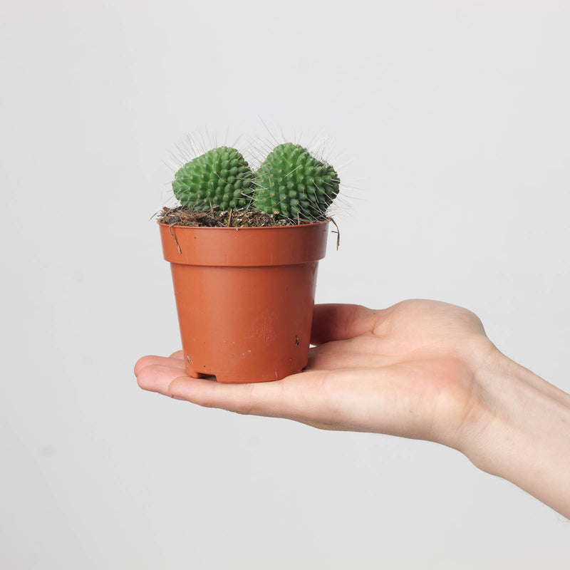 Mammillaria spinosissima 'Un Pico' — 8.5cm