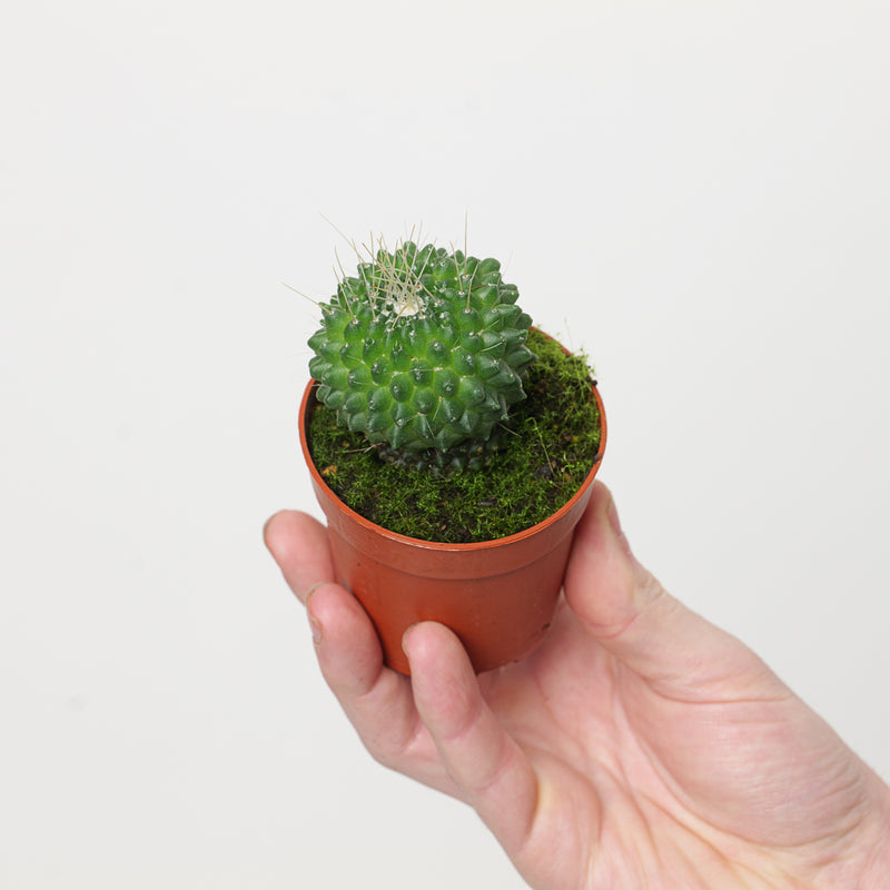 Mammillaria spinosissima 'Un Pico' 7cm Plants GrowTropicals