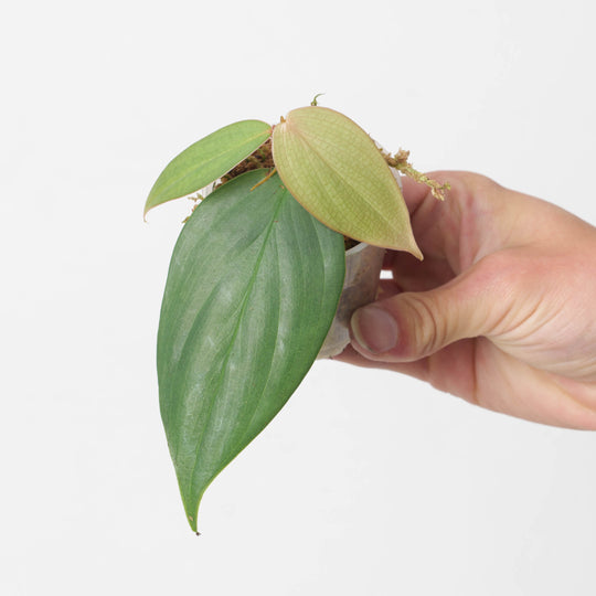Philodendron ushuanum 6cm Plants GrowTropicals