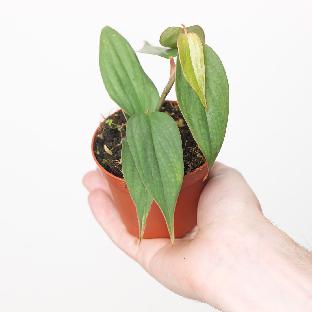 Philodendron ushanum 8cm Plants GrowTropicals