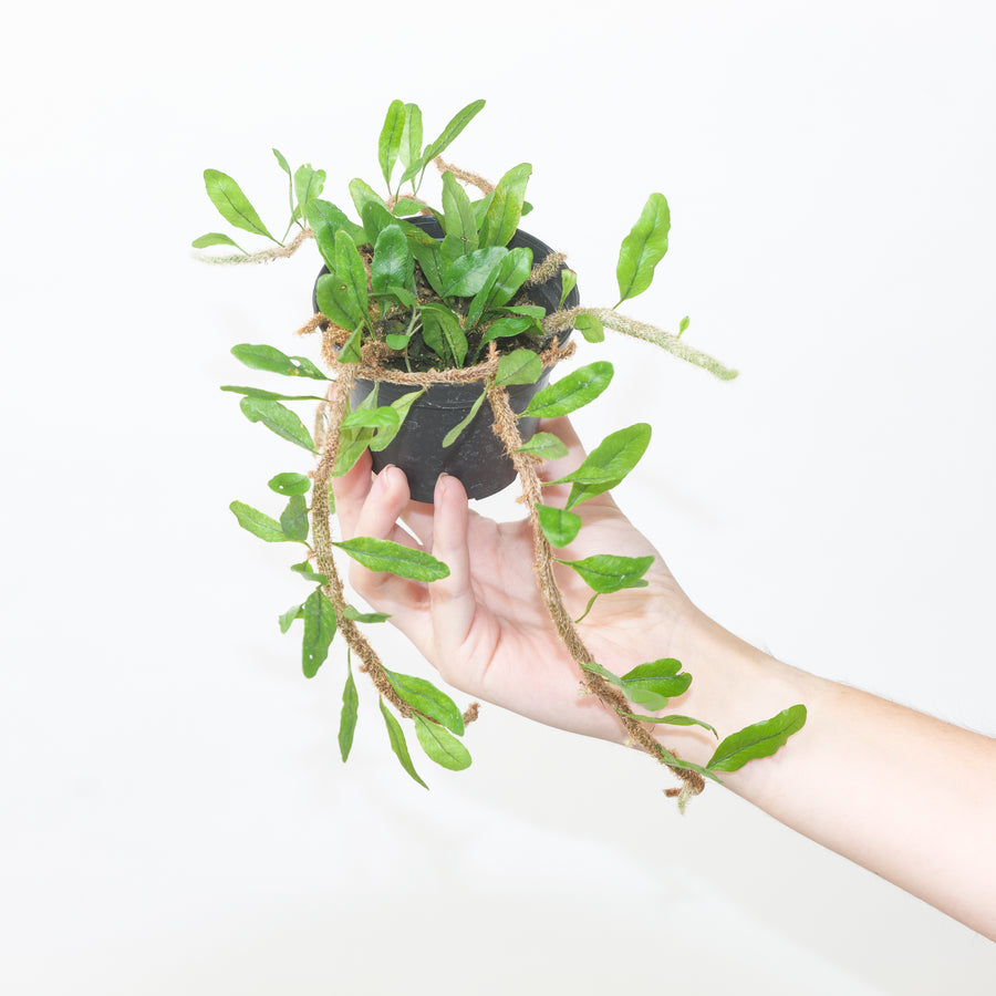 Microgramma vaccinifolia Plants GrowTropicals