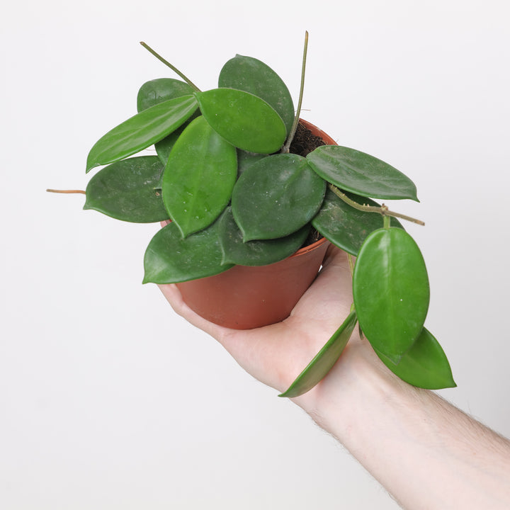 Hoya vangviengiensis 12cm Plants GrowTropicals