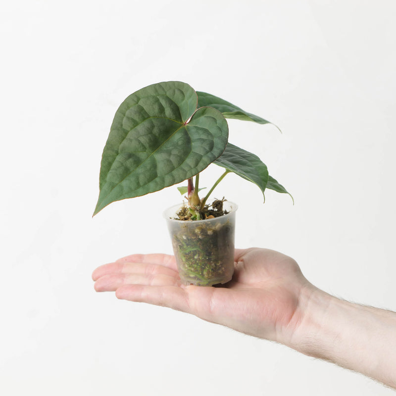 Anthurium (Zara x Michelle) x Luxurians Plants GrowTropicals