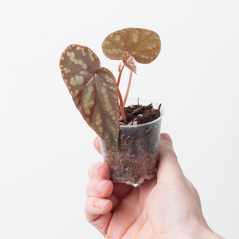 Begonia variabilis Plants GrowTropicals