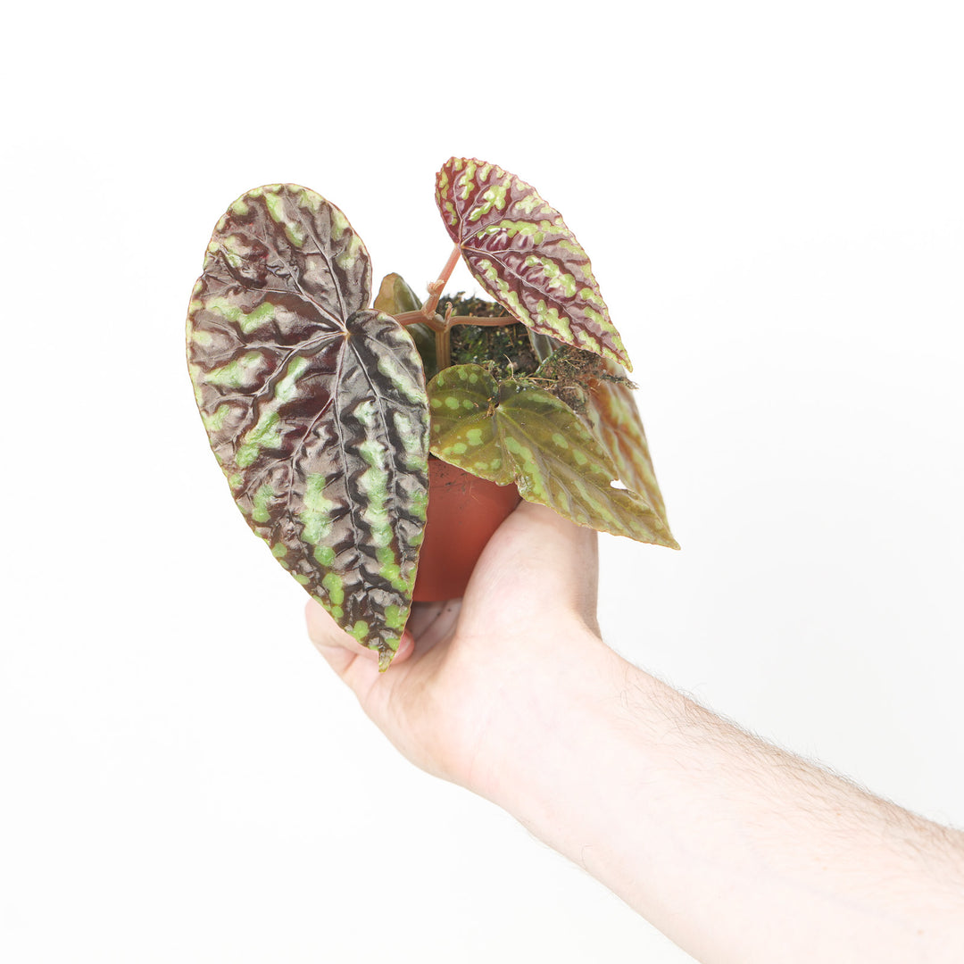 Begonia Variabilis