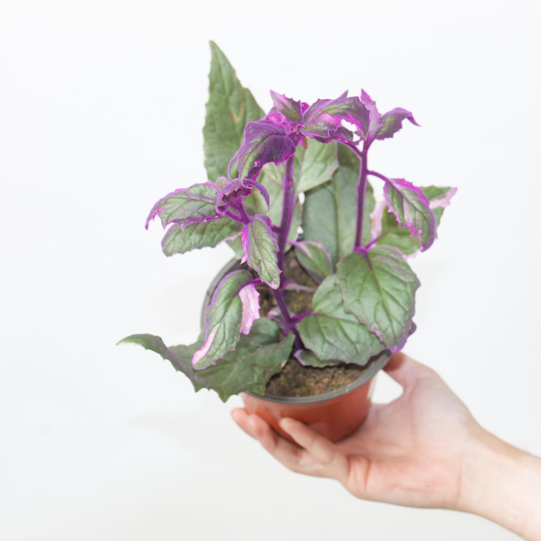 Imperfect Gynura aurantiaca 'Purple Passion' Variegated 12cm (Slight Imperfect) Plants GrowTropicals