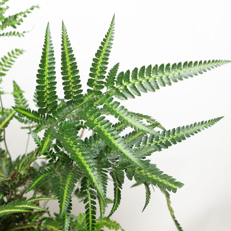 Arachniodes simplicior Variegata Plants - Outdoor GROW TROPICALS