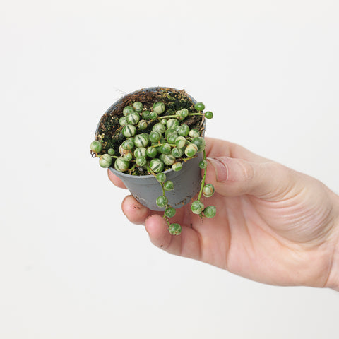 Senecio rowleyanus variegated 6cm Plants GrowTropicals