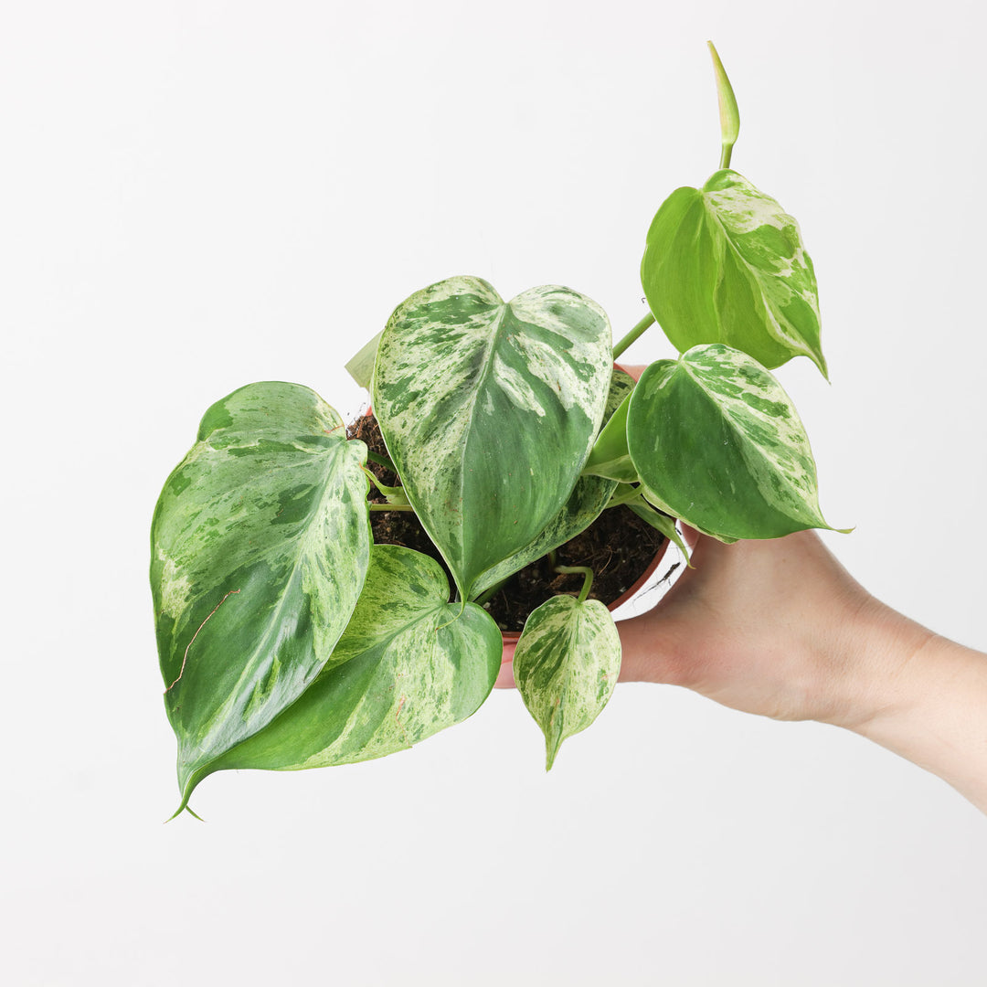 1 philodendron scandens oxycardium& 39 Philodendron hederaceum variegated | Plants