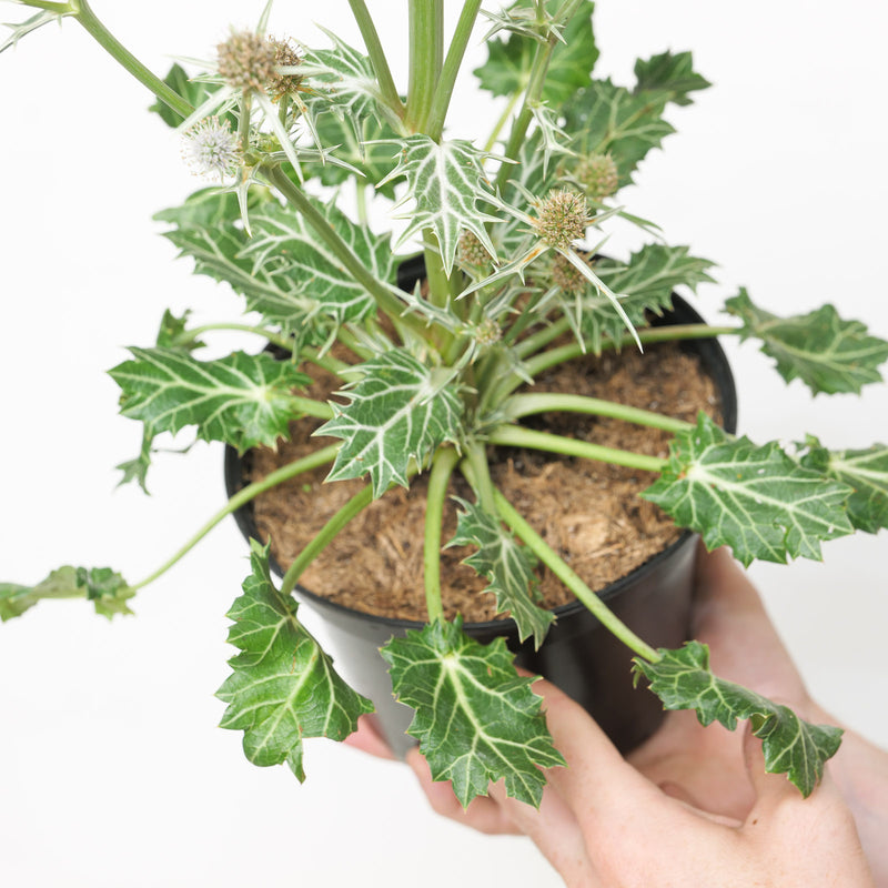 Eryngium variifolium — 17cm / 2L
