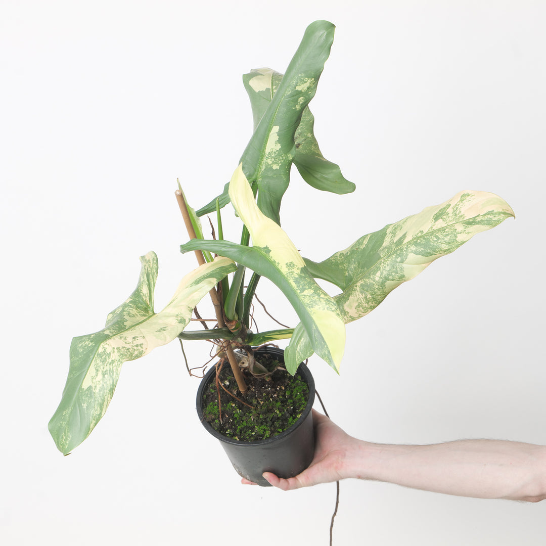 Philodendron 'Silver Sword' Variegated 17cm 'Grower Choice' Plants GrowTropicals