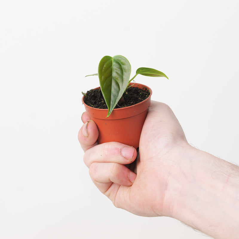 Imperfect Anthurium veitchii Plants GrowTropicals